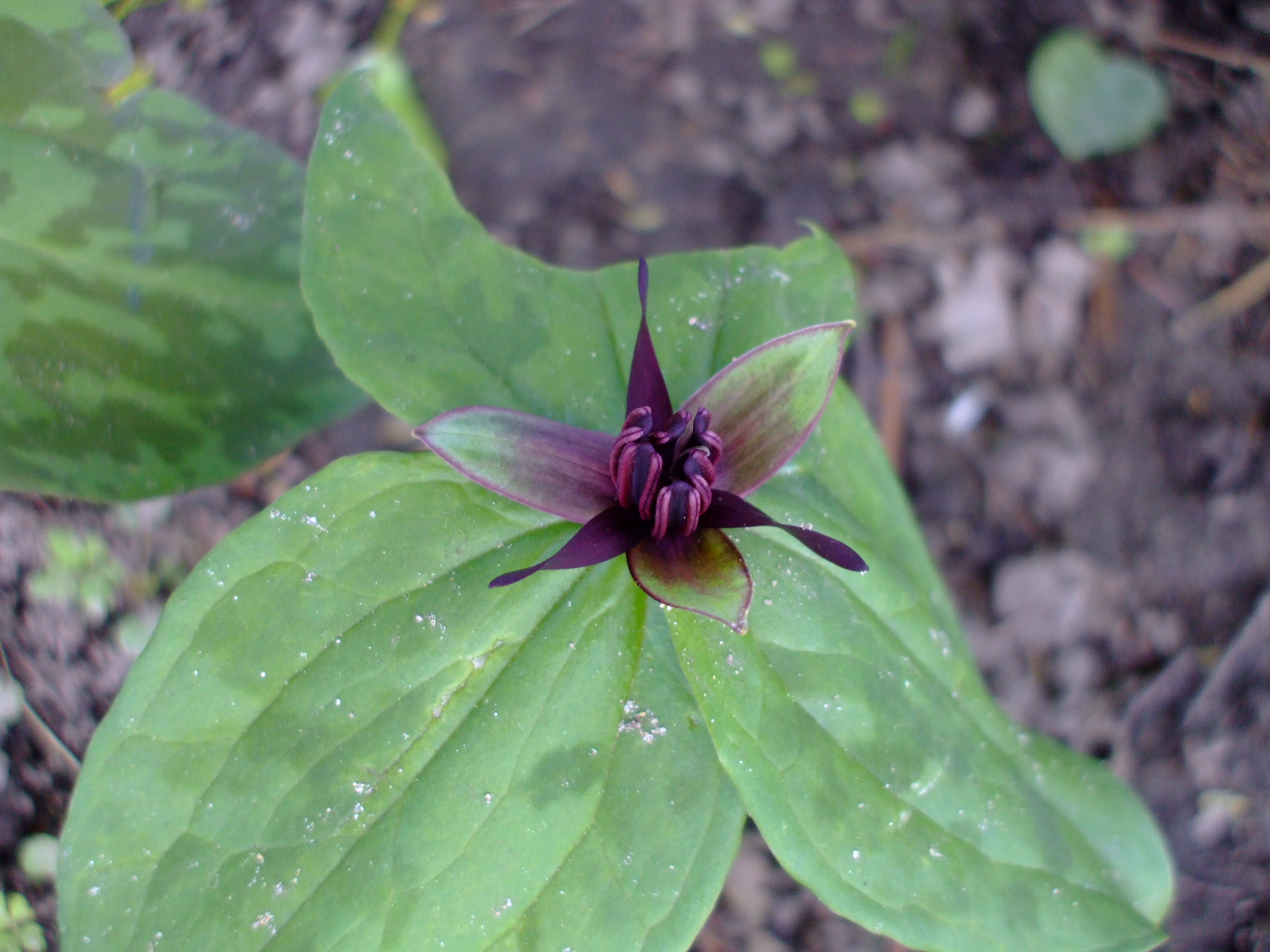 Trillium stamineum